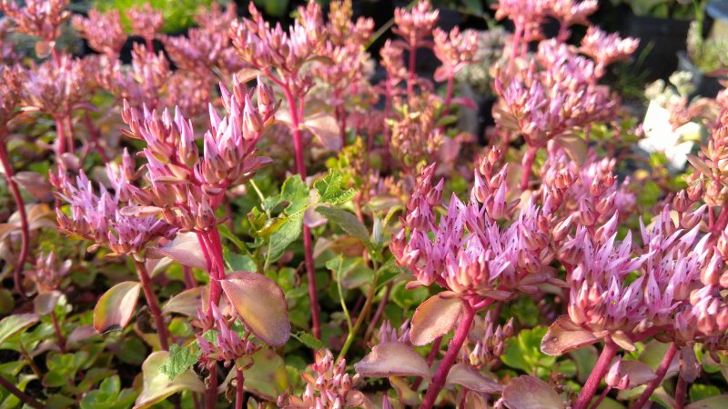 Sedum spurium 'Fuldaglut'